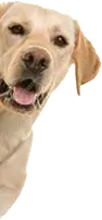 Banner Dog Mobile Image